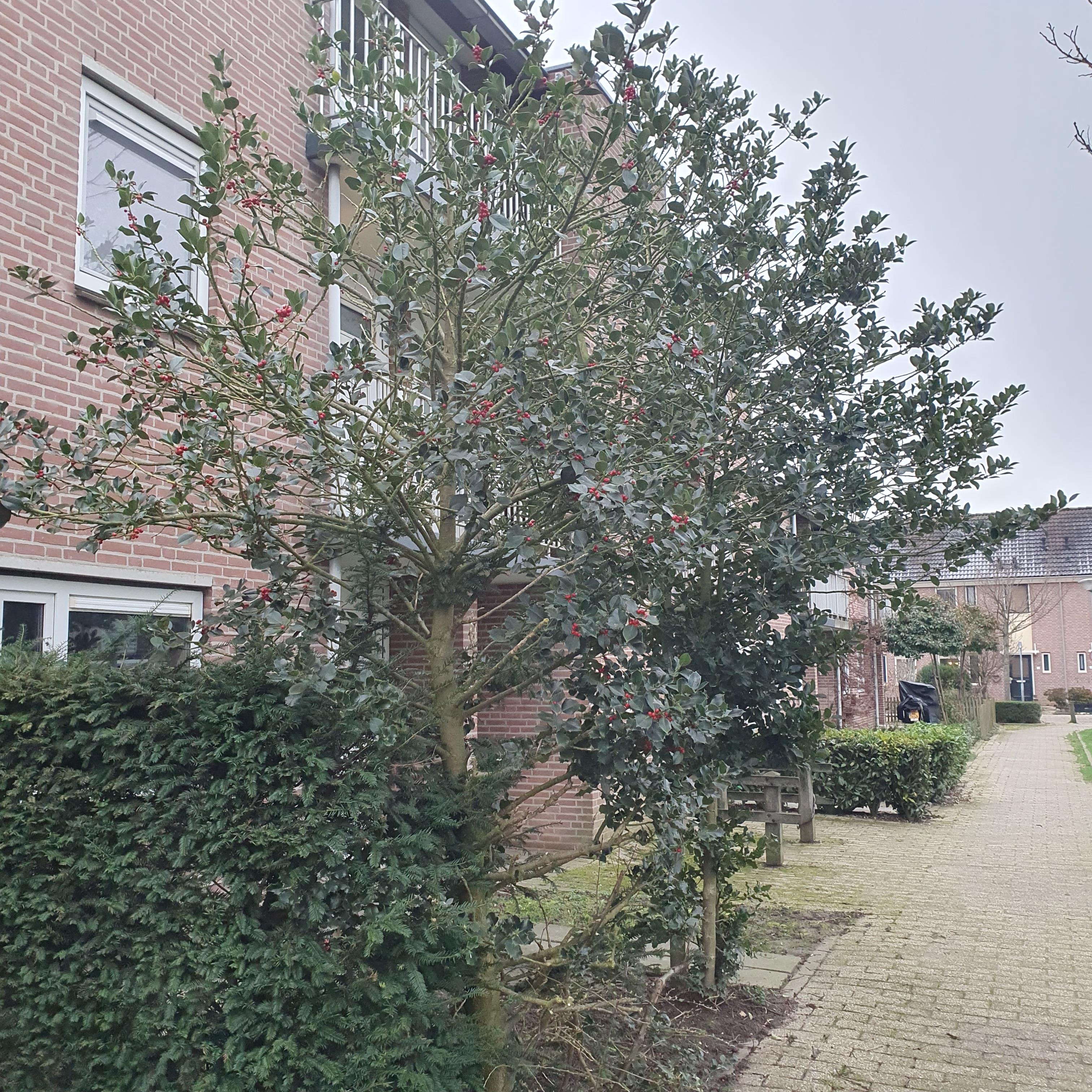 Binnenveld 11