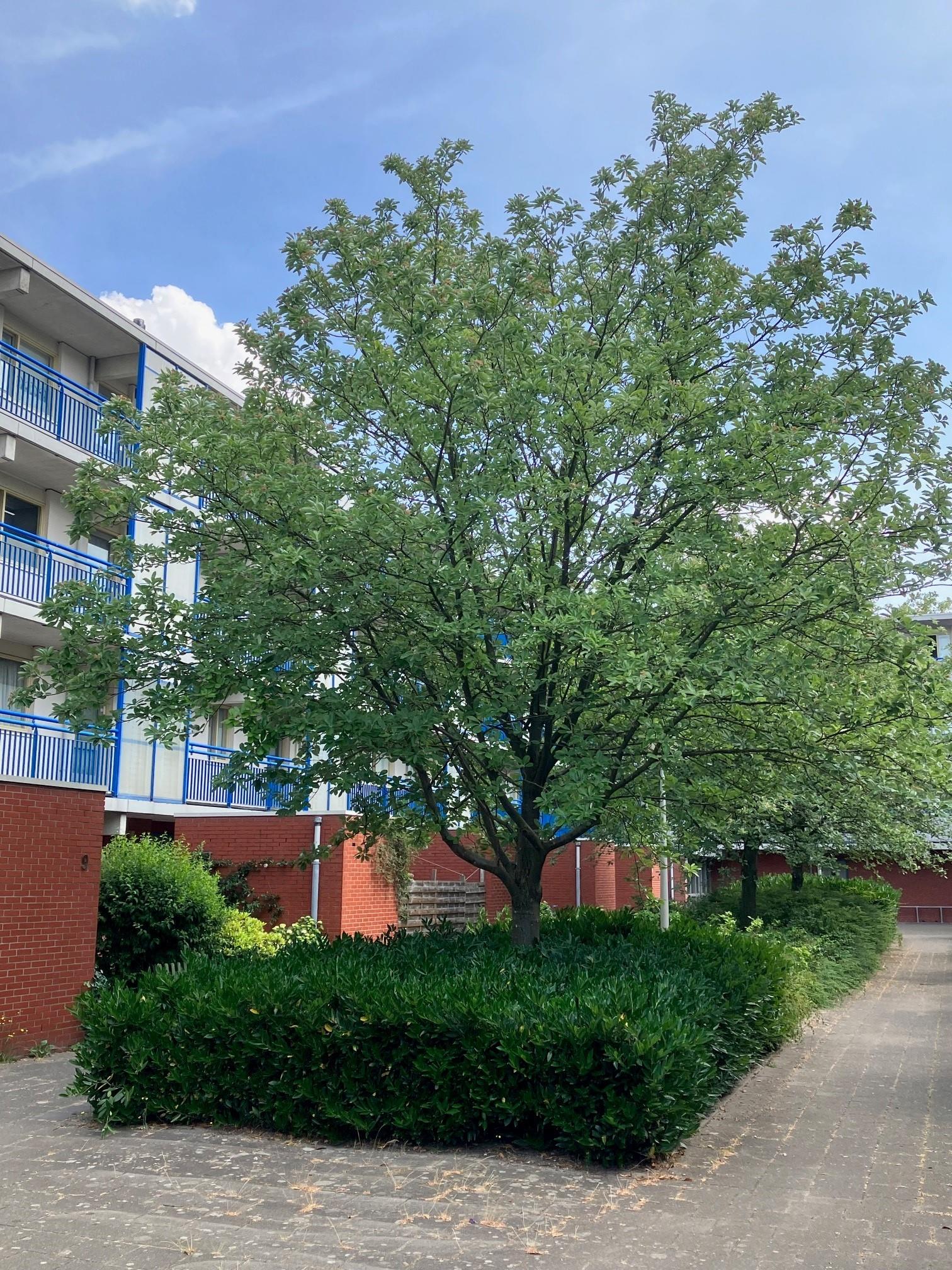 Hendrik de Keijserstraat 9