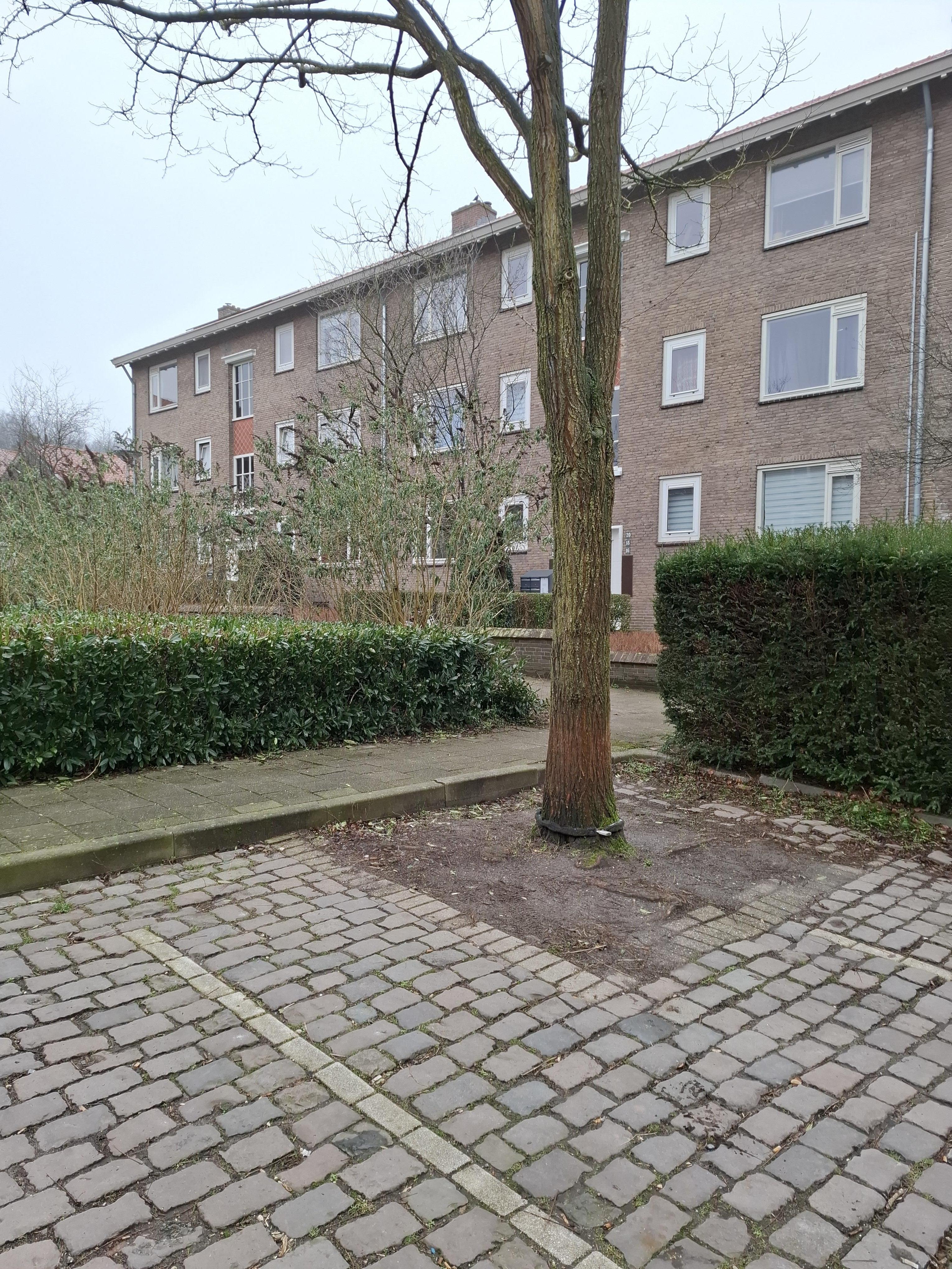 Moerbeistraat 26