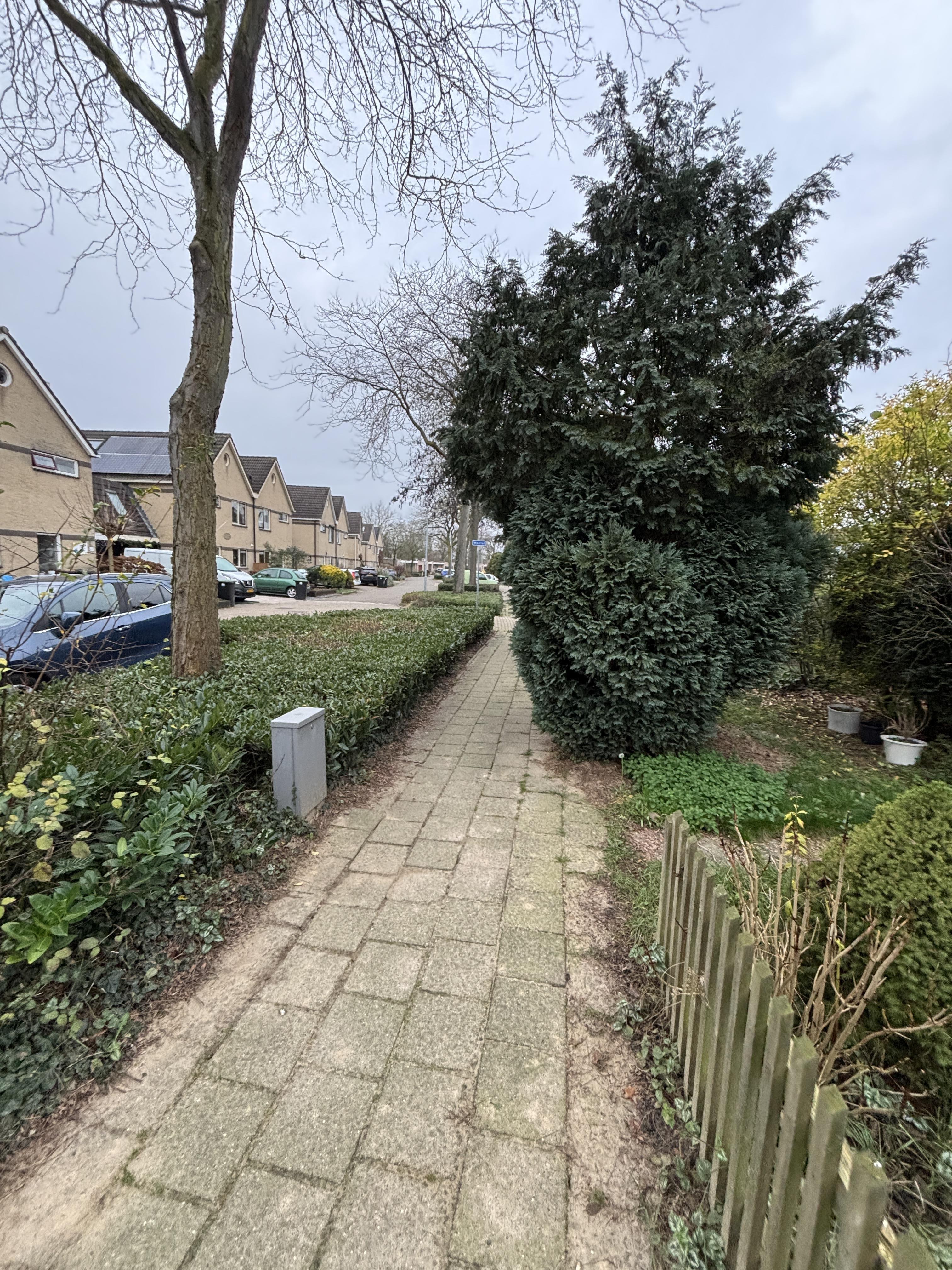 Golden Delicious 113