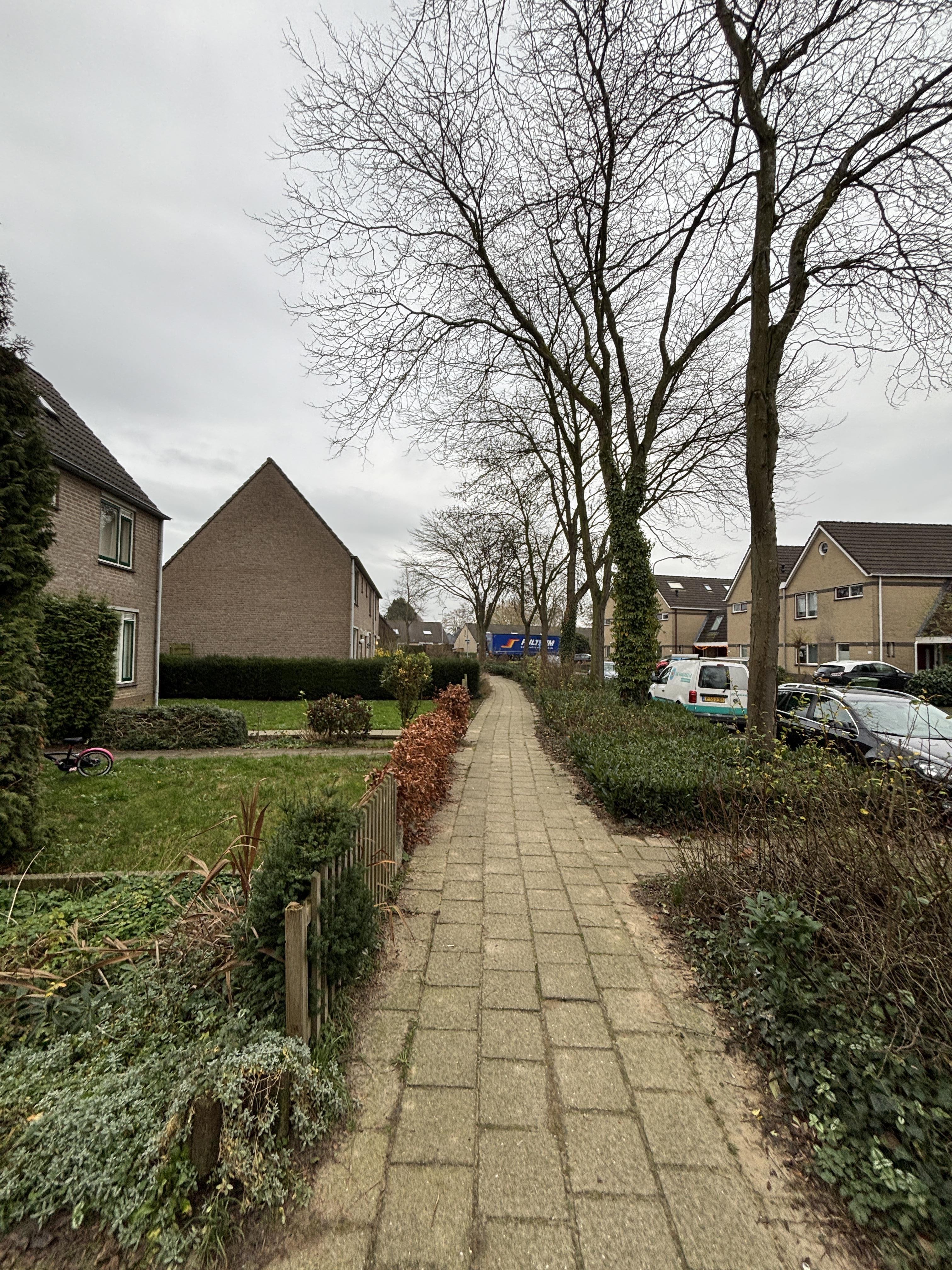 Golden Delicious 113