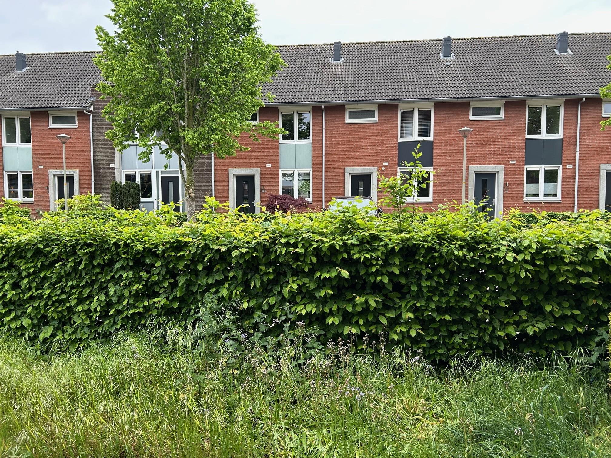 Klompenmaker 38