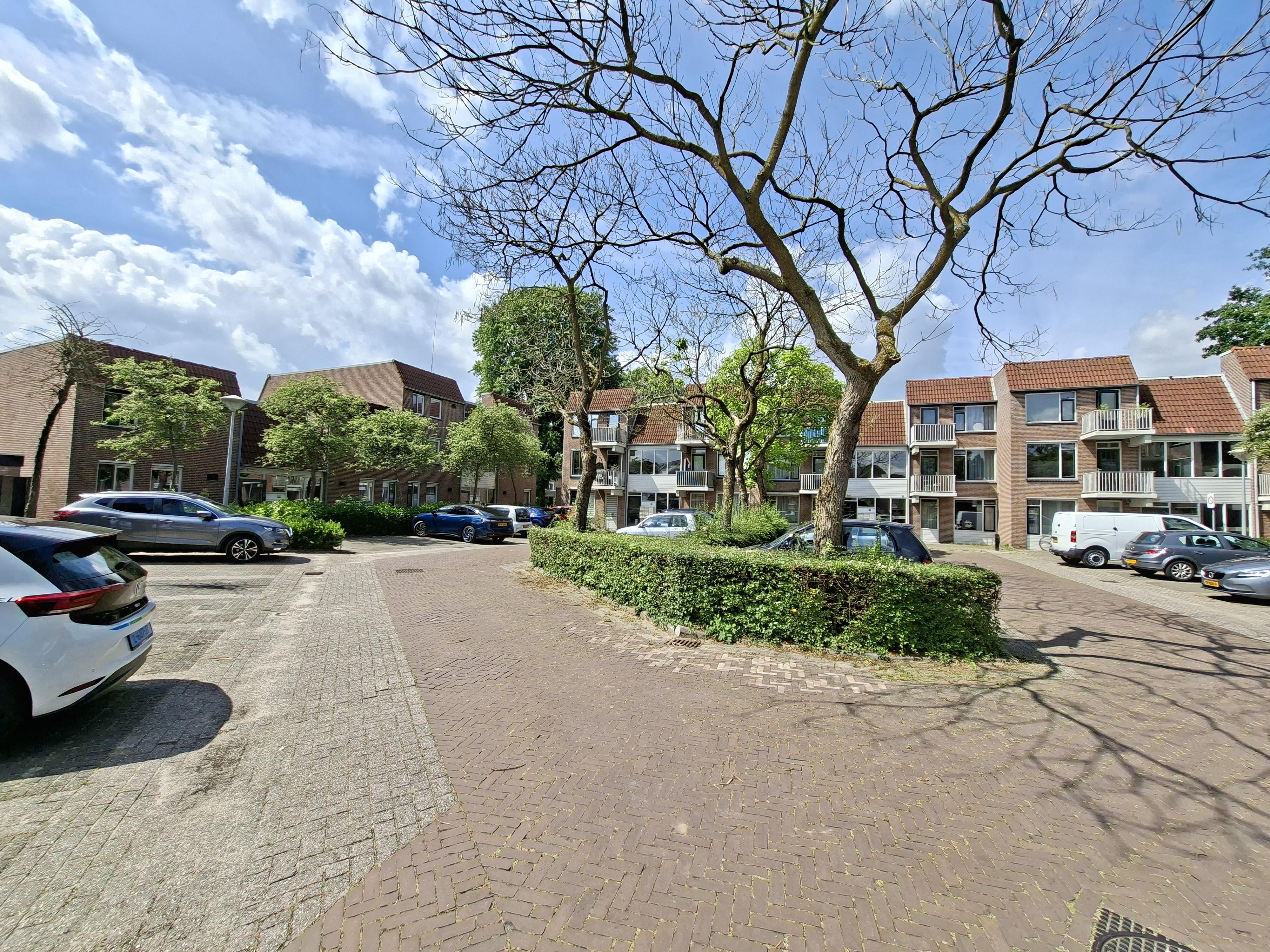 Ridderspoor 38